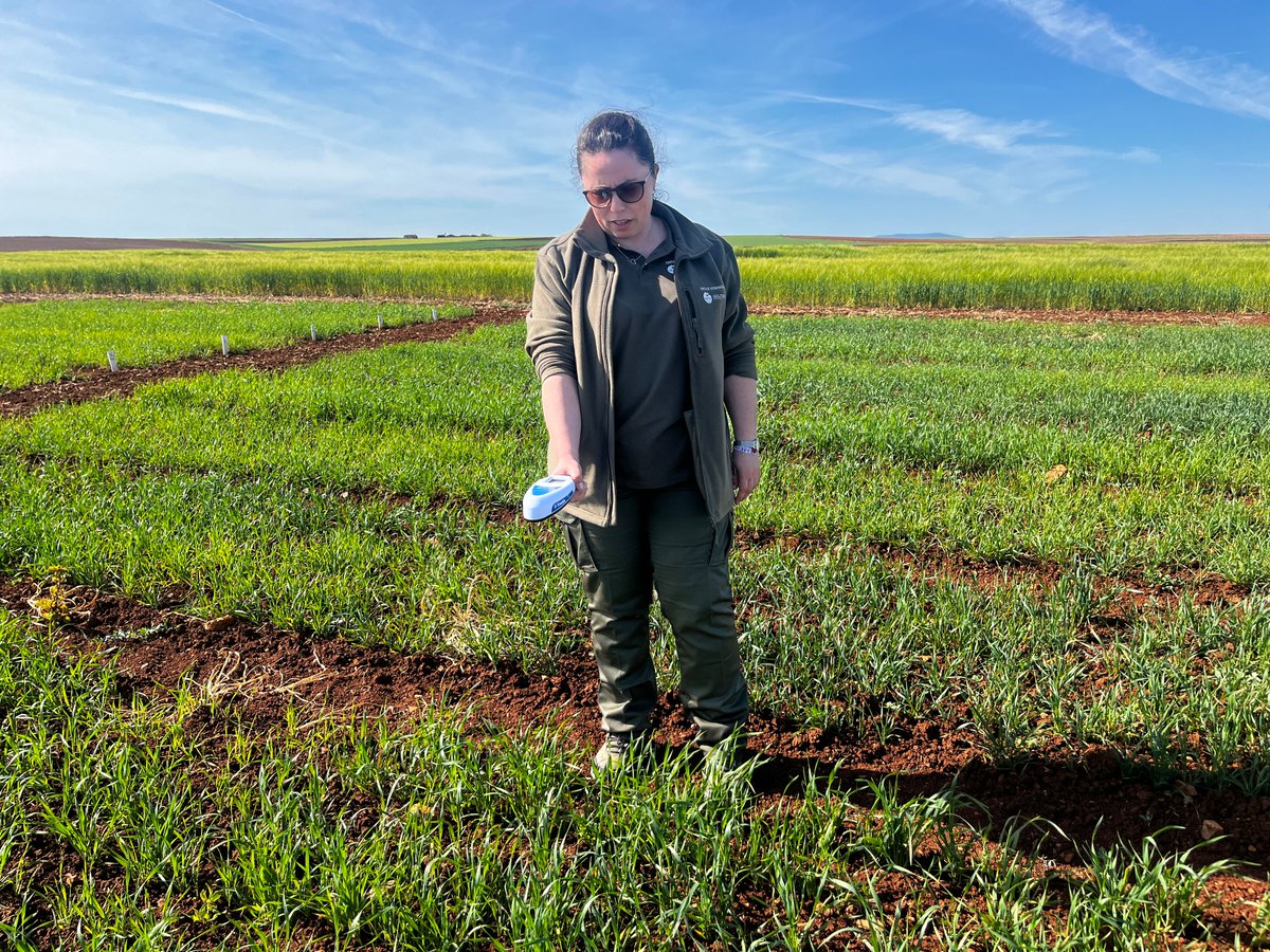 Climsostrigo tweet media