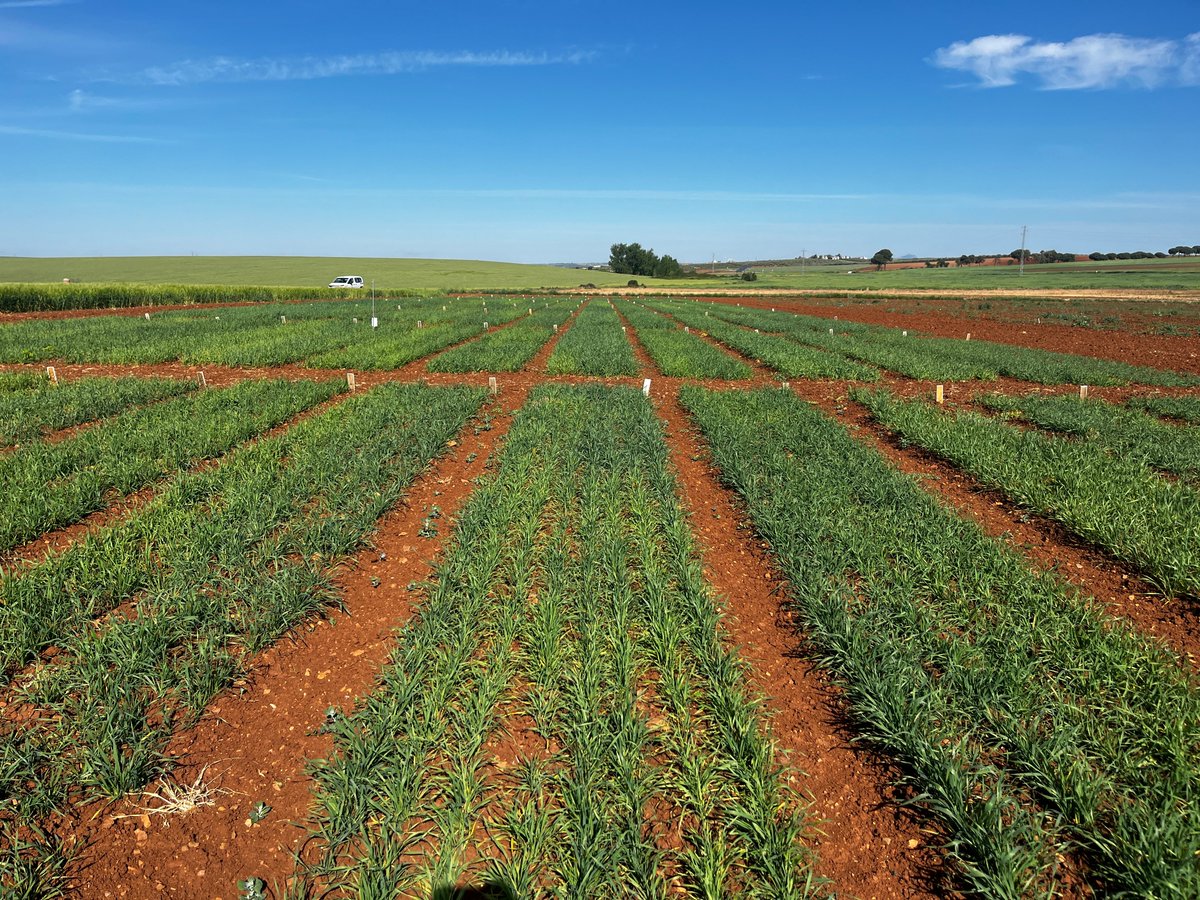 Climsostrigo tweet media