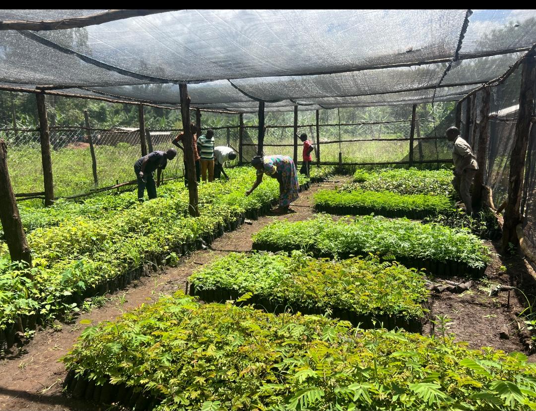 kadiuganda's tweet photo. 1,500 trees(both fruit and indigenous) have been planted in #BunambutyeResettlementCamp. Thanks to funding from @theGEF @GEF_SGP implemented by @UNDP in partnership with @KadUganda.
Some of the trees planted include;
#Mangoes
#Ovocados
#UmbrellaTrees
#Bamboo
#Lemons
#Pawpaws https://t.co/Nvb7j23MIW