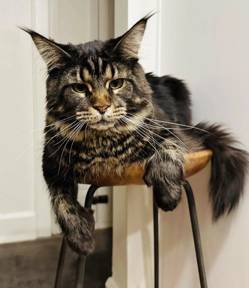 ANIMALS4WORLD's tweet image. A stray cat will choose you 💗 not because it has to, but because it trusts you.. 🐾
#Animals #Nature #Pets #Wildlife #AnimalLovers #Viral #Wholesome #Connection #LifeLessons