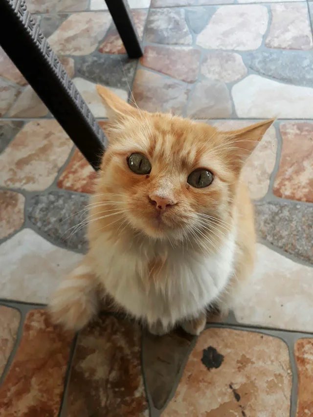 ANIMALS4WORLD's tweet image. A stray cat will choose you 💗 not because it has to, but because it trusts you.. 🐾
#Animals #Nature #Pets #Wildlife #AnimalLovers #Viral #Wholesome #Connection #LifeLessons