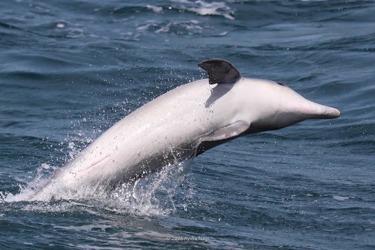 Ayaka Nagi on X: 
