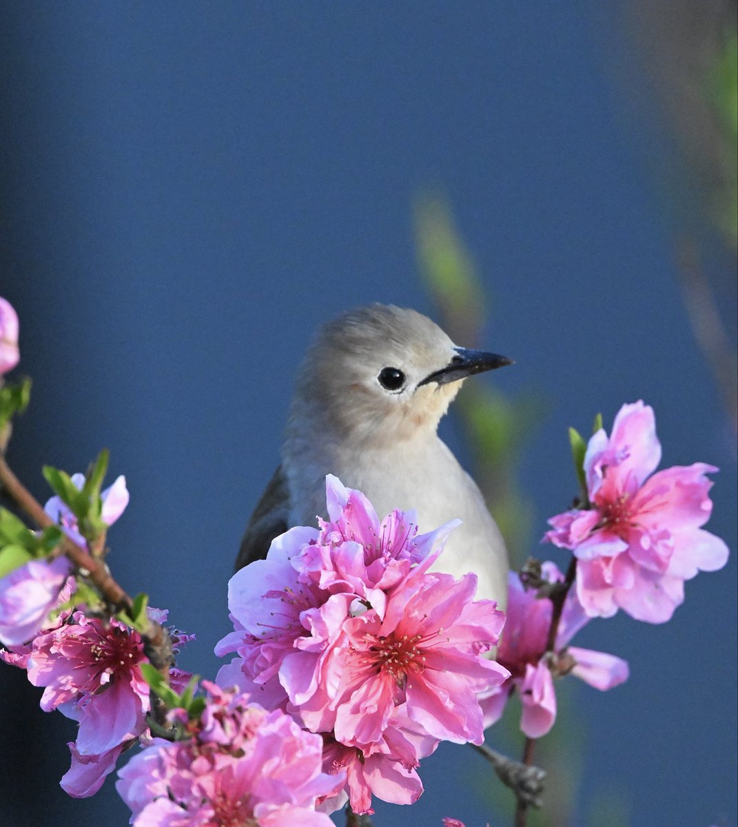庭の花桃の枝が不自然に揺れていた🌿🌸

そぉ〜っと覗いて見ると…👀
イタズラしていたのは君だったのね😀
コムクドリさん🐥✨

#野鳥 #野鳥観察 #野鳥撮影 #野鳥写真
#自然散策 #信州 #花桃 #コムクドリ