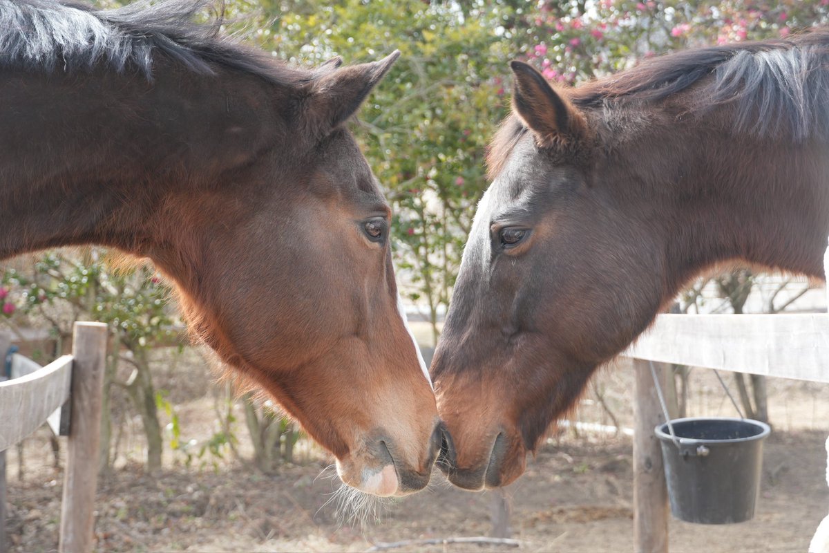 一般社団法人 Horse Value tweet media