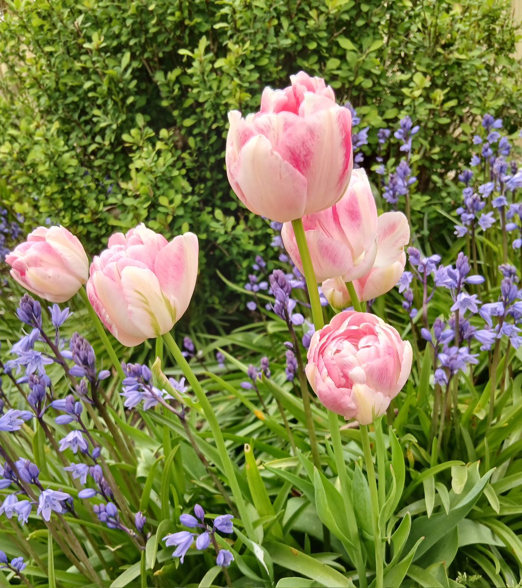 The Tao Of Gardening tweet media