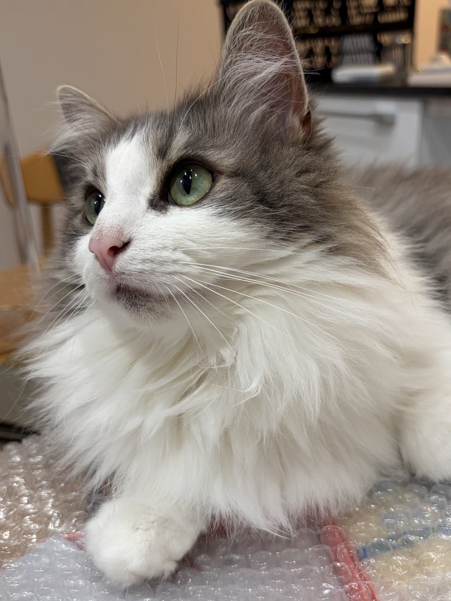 りん🐈ノルウェージャンフォレストキャット tweet media