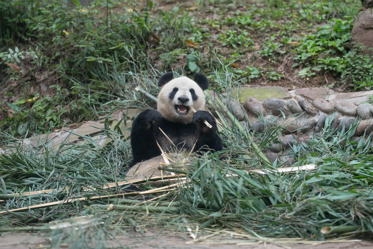 chaokun0610's tweet image. 2026.04.19 16:00頃のシンシン😀
翌日非公開エリアに移動になったみたいだけど、またいつか会える時が来るといいな...と思う🥹
お母さんの英英さんみたいに壮年期は雅安で過ごしてそれから熊猫楽園に移動、養老エリアでのんびり過ごす...みたいなパターンもあるのかなぁ...🤔
#仙女 
#パンダ #Panda