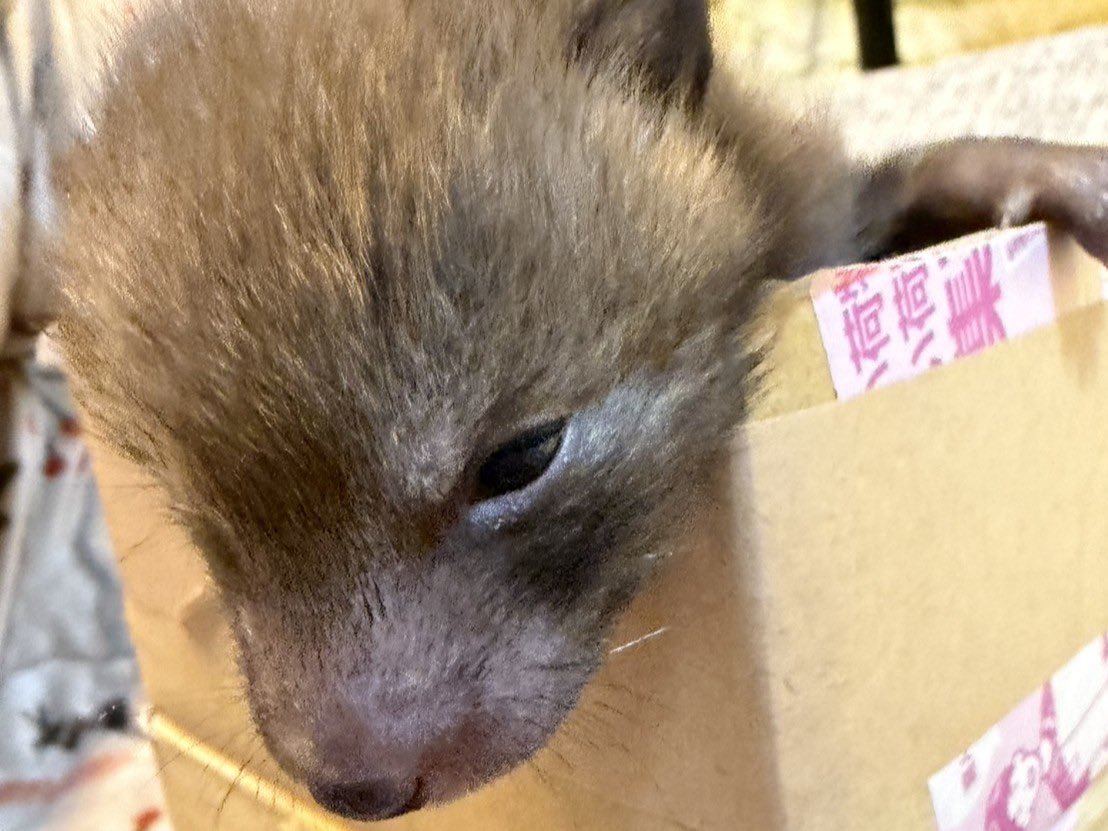 NPO法人ジャパンワイルドライフセンター(JWC) tweet media