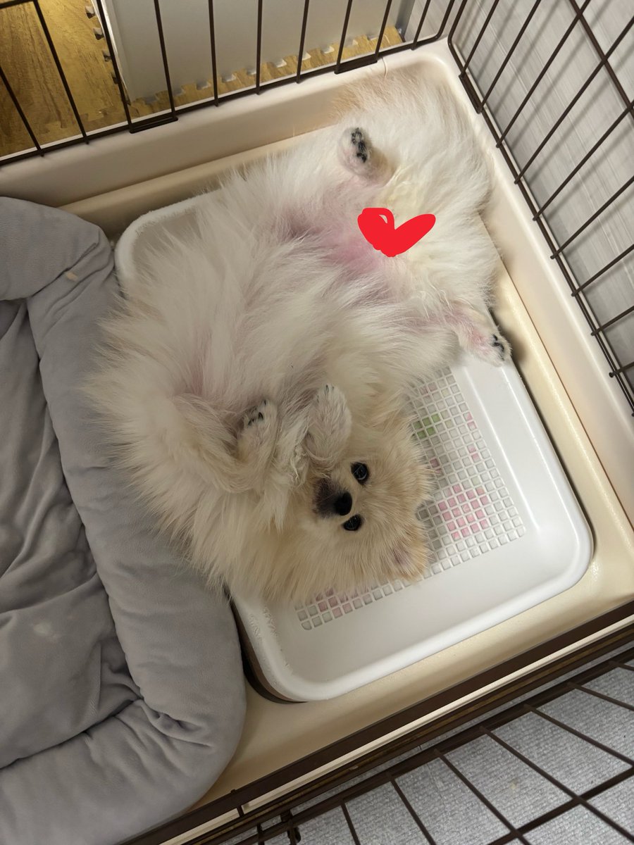 🌟ゆぐれ🐶2/8南4ほ43b tweet media