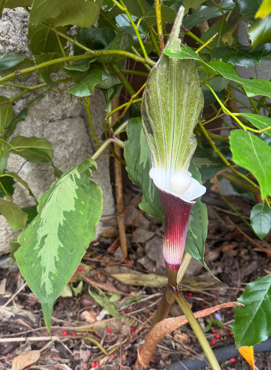 HillbornPlants tweet media