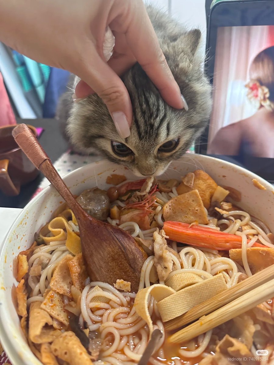 No Context Cats tweet media