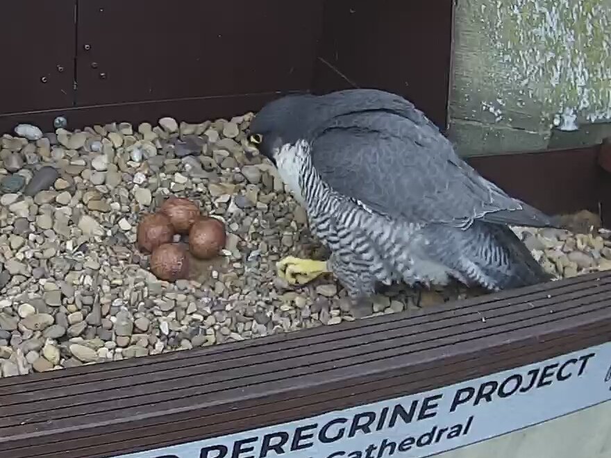 Wakefield Peregrines tweet media