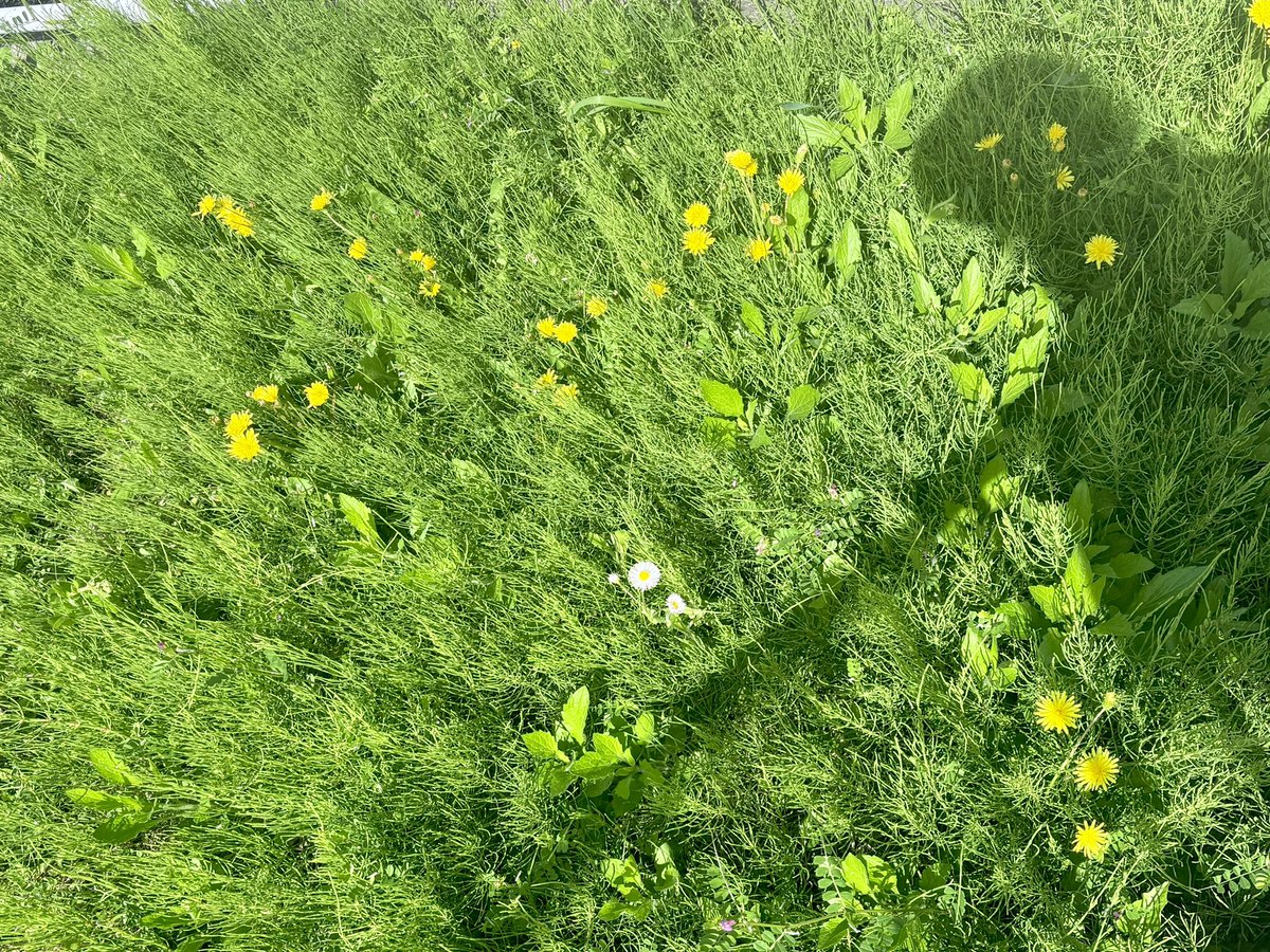 Ønigiri子 tweet media