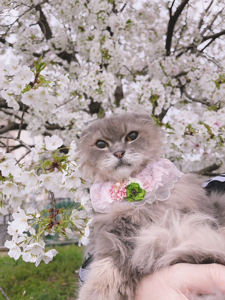 茶々ママ (@chachamama0515) / Posts / X