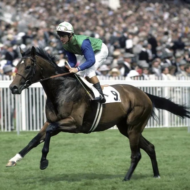 blindadosalas1's tweet image. #Hipismo #InMemoriam El 21/04/1981 nació EL GRAN SENOR 🇺🇲 Campeón de 2 y 3 años 🇬🇧 🇮🇪 Primer hijo de NORTHERN DANCER 🇨🇦 en el #HallOfFame Padre del campeón RODRIGO DE TRIANO, TOUSSAUD, LIT DE JUSTICE y GEORGE AUGUSTUS, Líder Semental en Venezuela (3x)

Falleció el 18/10/2006.