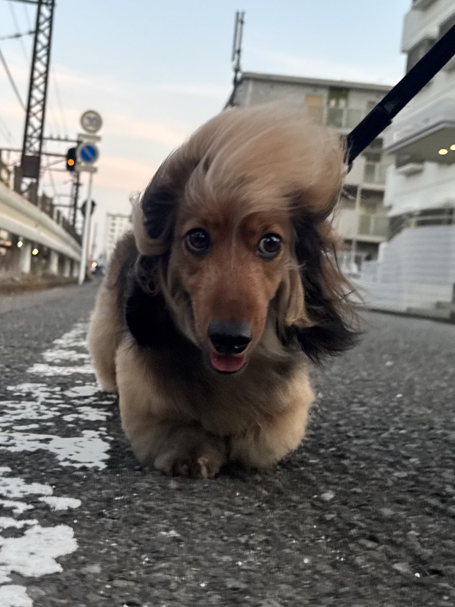 おこげ(大爆発) tweet media