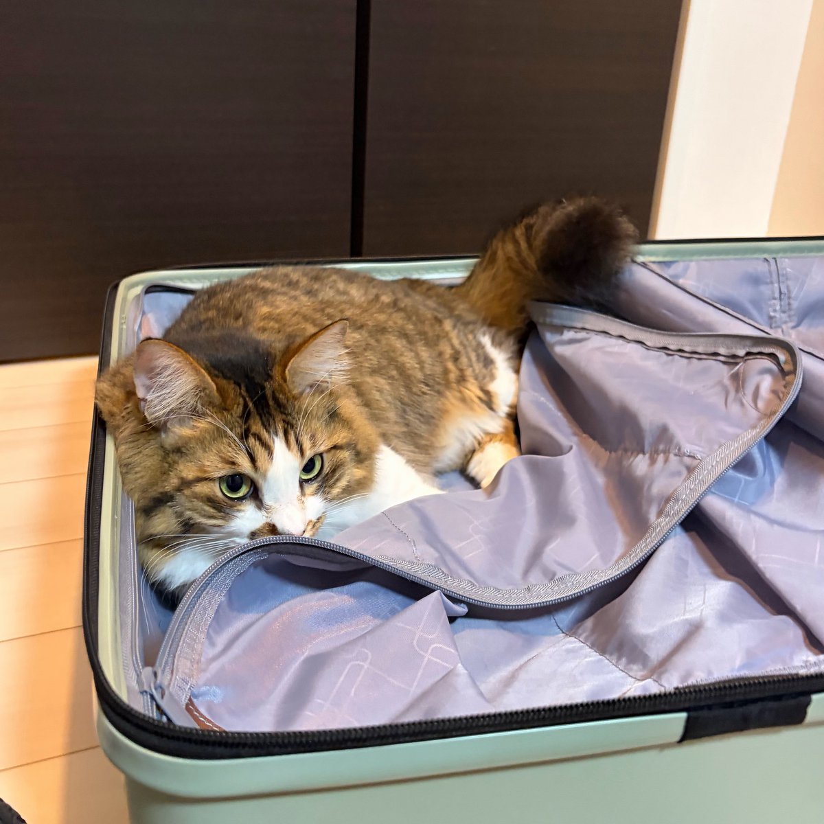 ほたてくん tweet media