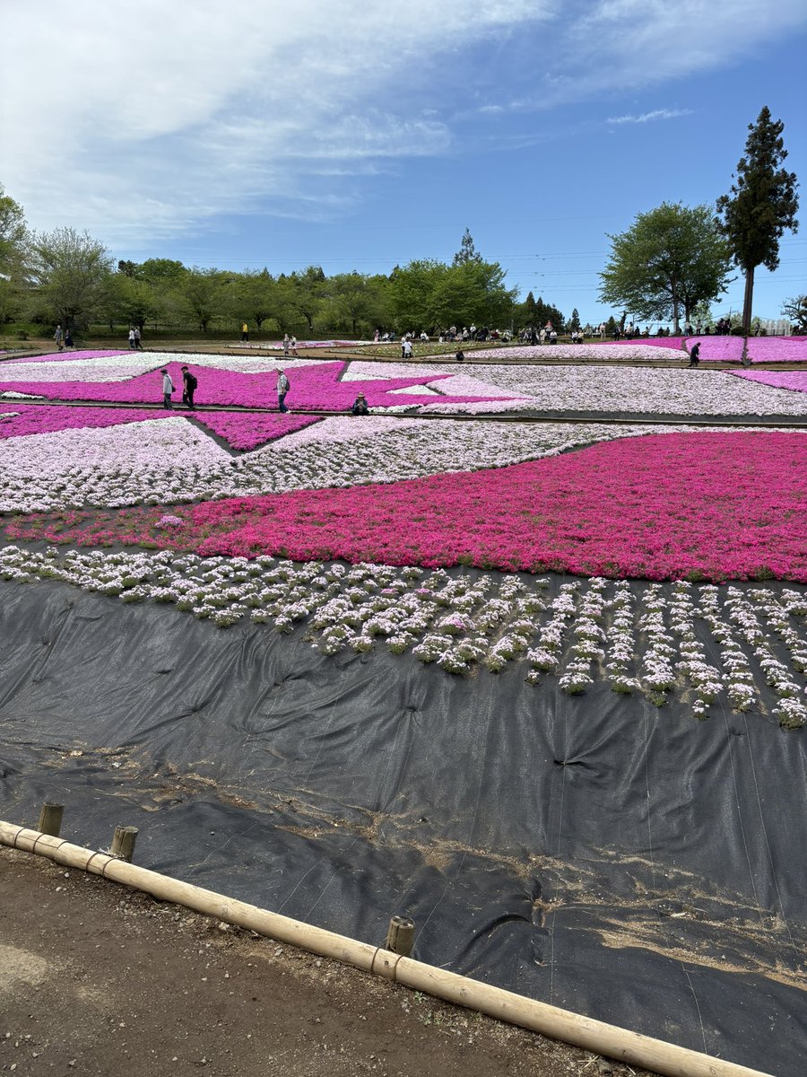 rider_jun's tweet photo. 今日は秩父の羊山公園へ行ってきた。芝桜が見頃です。 https://t.co/vc6WDQlEn5