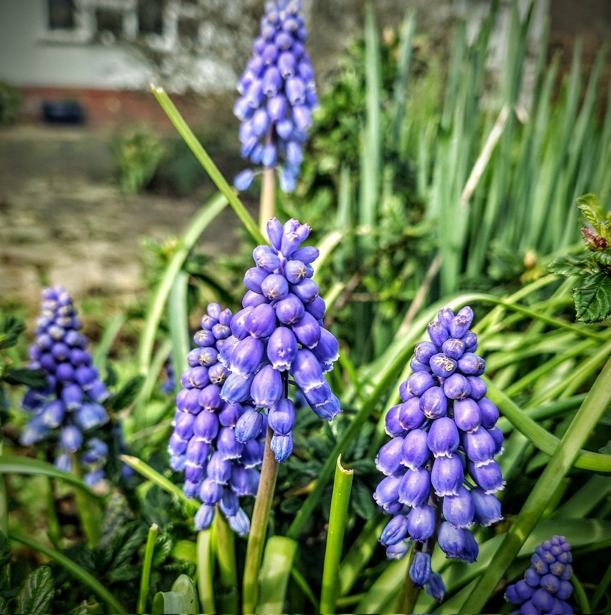 brightnewvensa's tweet image. 🌤️
   
🏠 
🪻🌿🪻🪻

Tiny cluster charming bells in the colour of the deepest blue,
standing proudly at the #Garden front.
They look so happy standing tall ☺️
...though its size is rather small. 

#Spring
#Flowers
#TuesdayBlue 💙💜