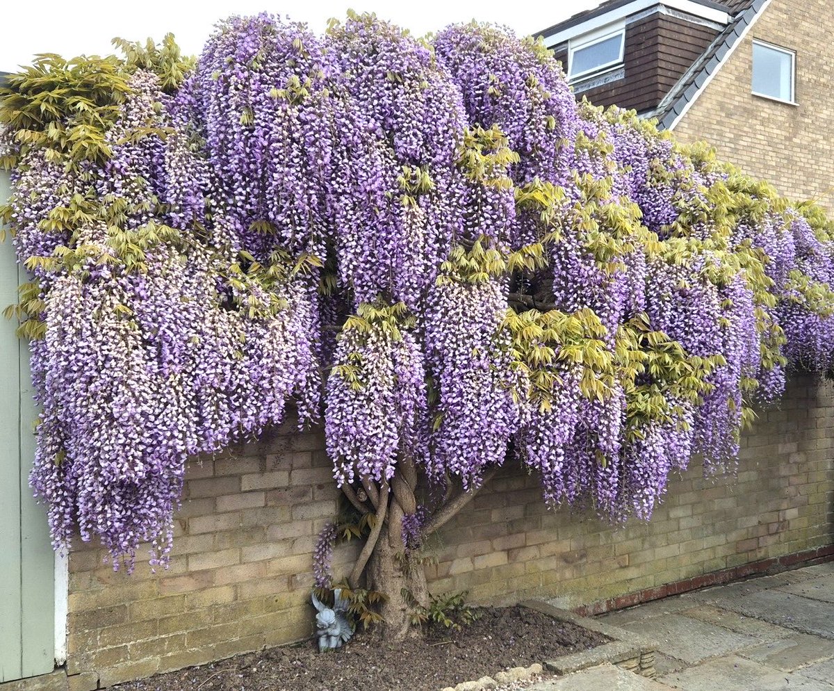 英国ではウィステリアが美しい季節。雑誌特集でも昨年執筆しました。