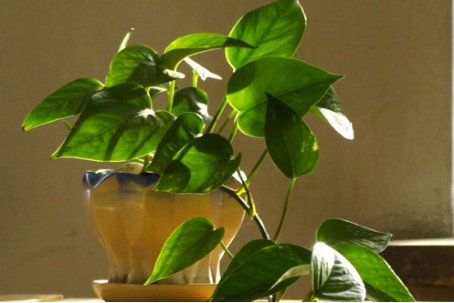 BNat72's tweet image. Pothos Care 101! Keep in bright indirect light, water when top 2 inches of soil dry, u0026 trim yellow leaves. Thrives in any corner—perfect for new plant parents! #PlantParent #GreenLiving