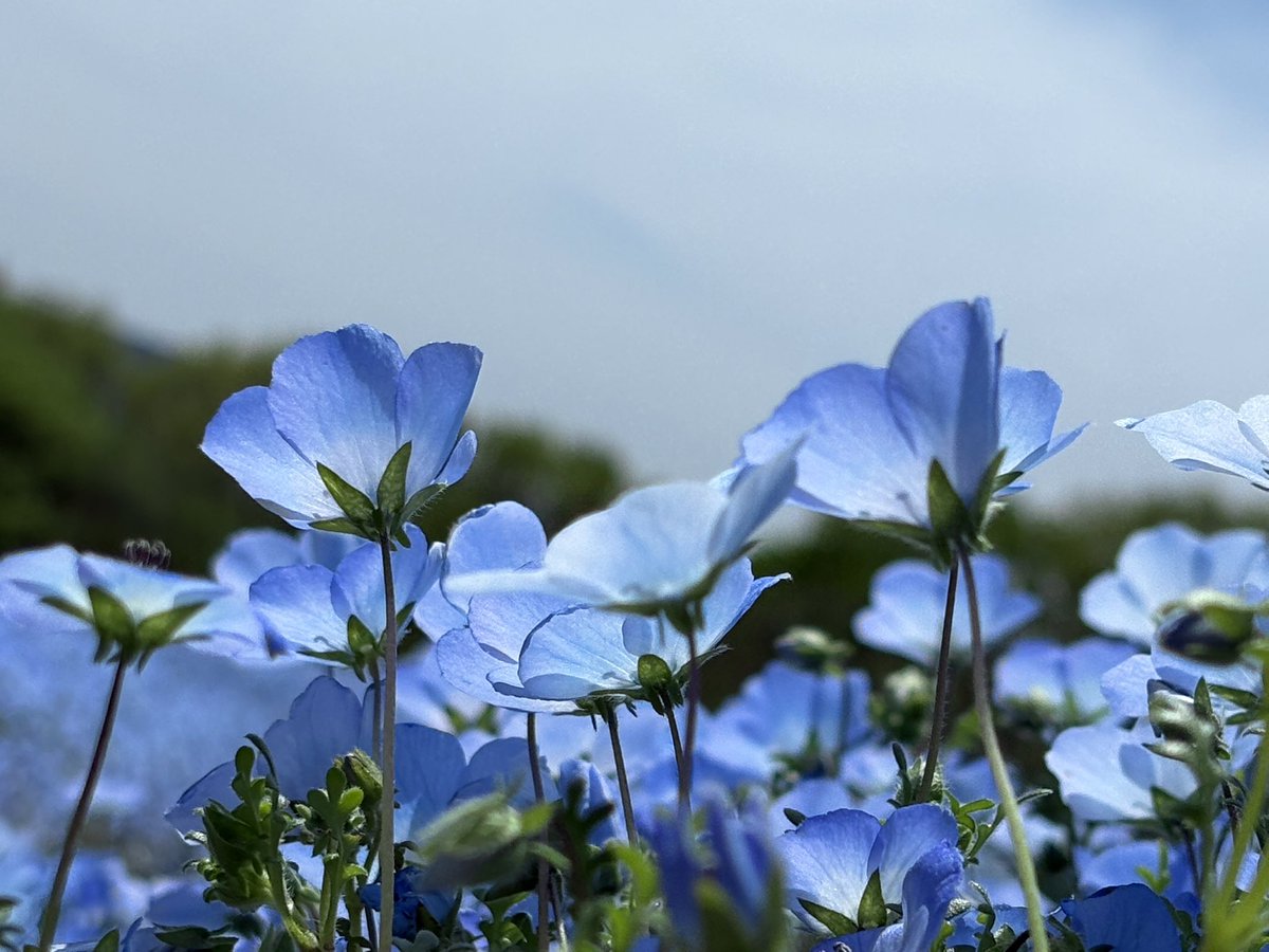 えだまめ（おかめ） tweet media