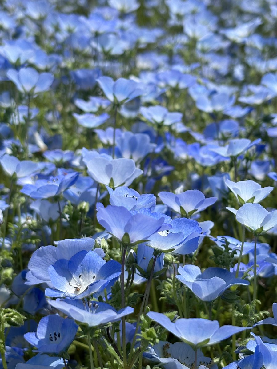 えだまめ（おかめ） tweet media