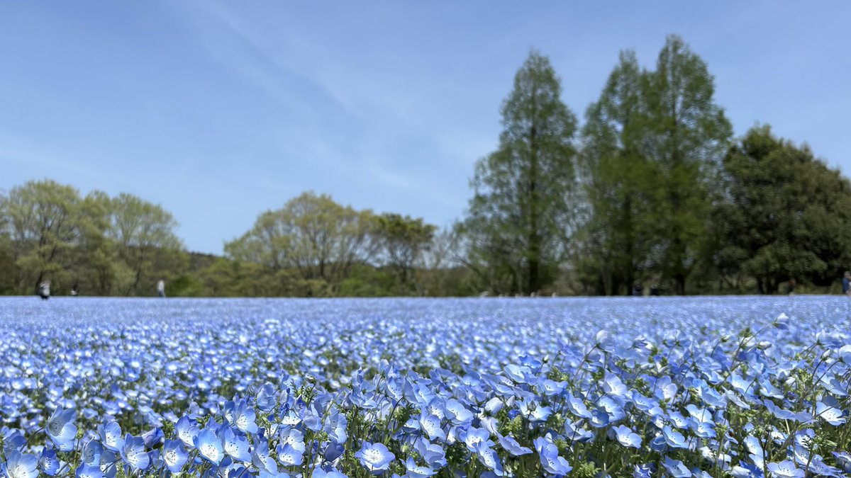 えだまめ（おかめ） tweet media