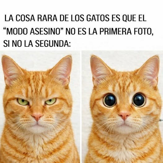 Rincón Curioso tweet media