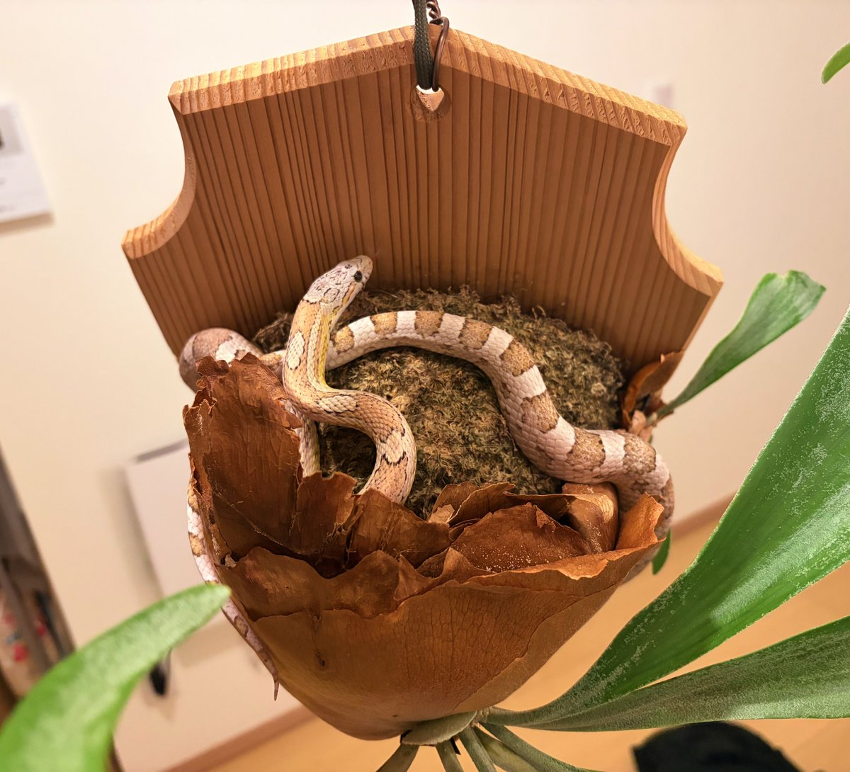 misonamegecko's tweet photo. いや可愛すぎるだろ https://t.co/qqKqpe0T5B