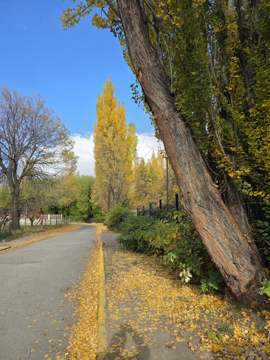 MiguelANippur's tweet image. #Otoño #Autumn #PatagoniaArgentina #ElCalafate