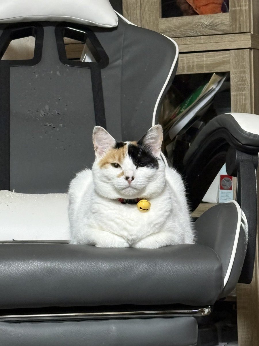 ペット探偵プライベートアイ@日本全国にて即日捜索を実施 tweet media