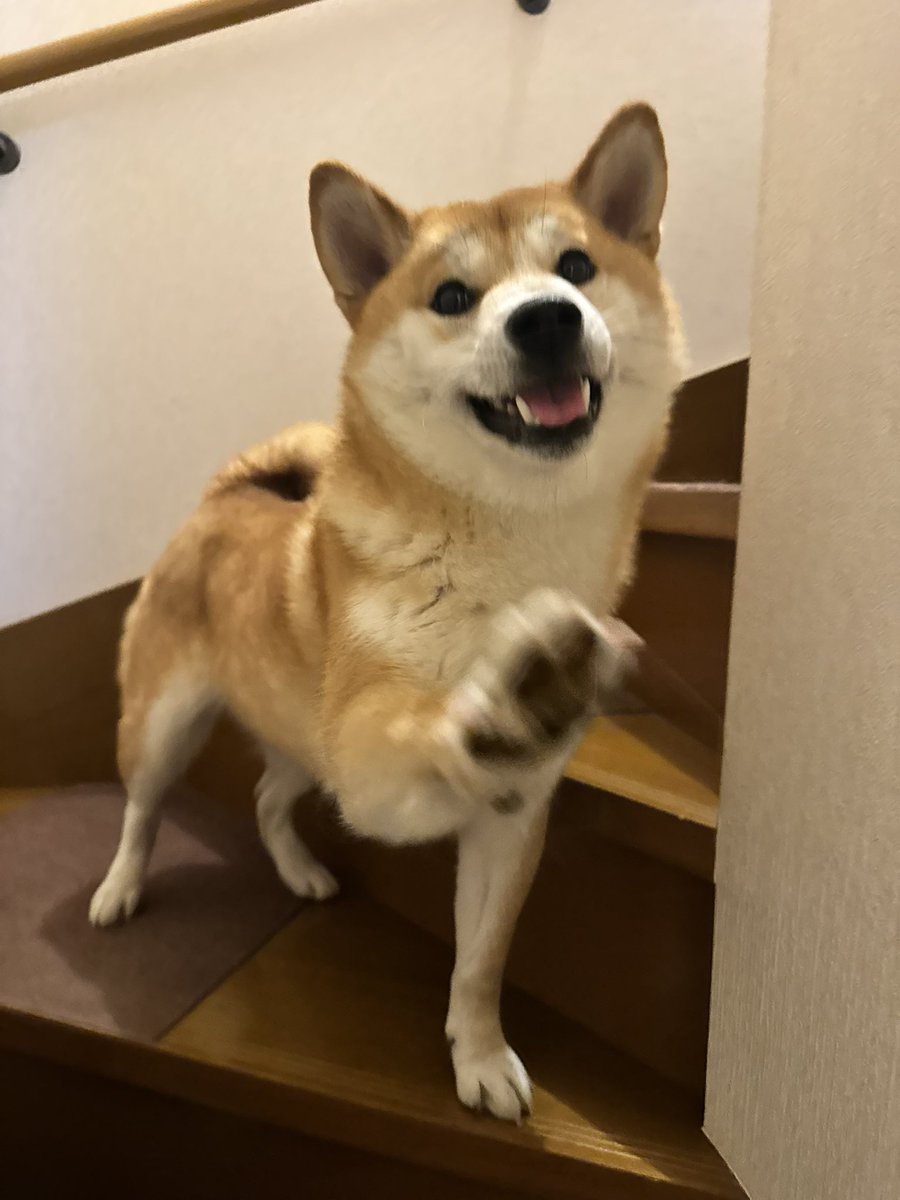 柴犬くう🌈くまとら時々大工 tweet media