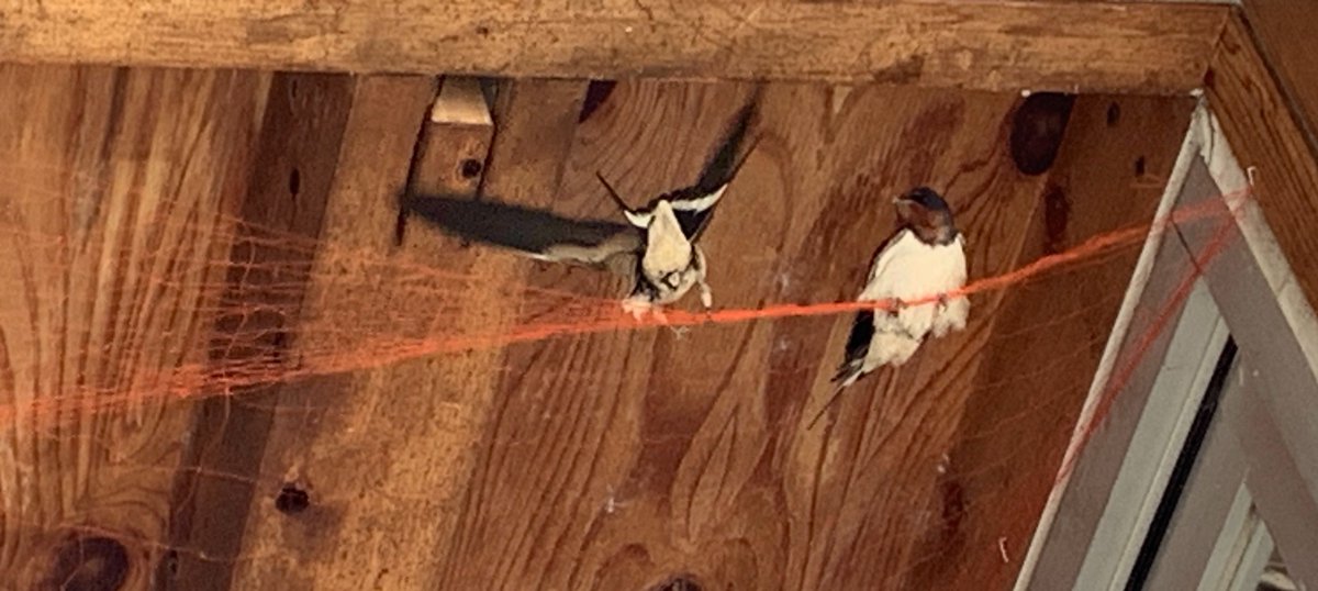 かおぞー tweet media