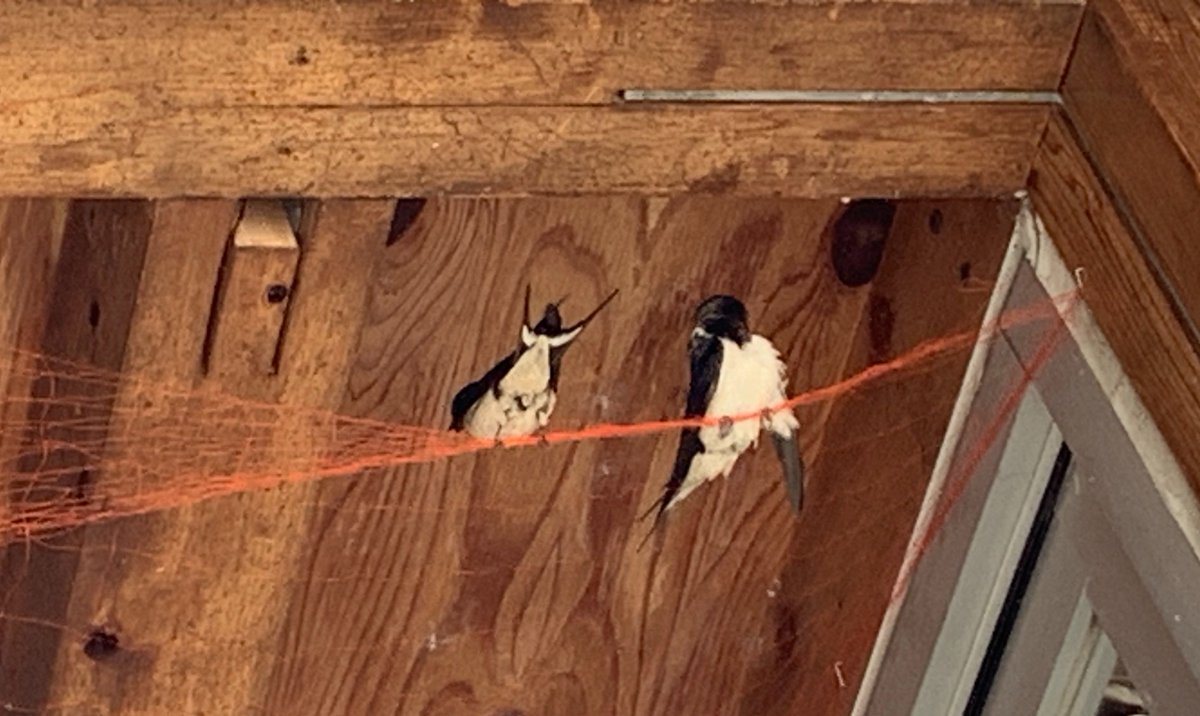 かおぞー tweet media