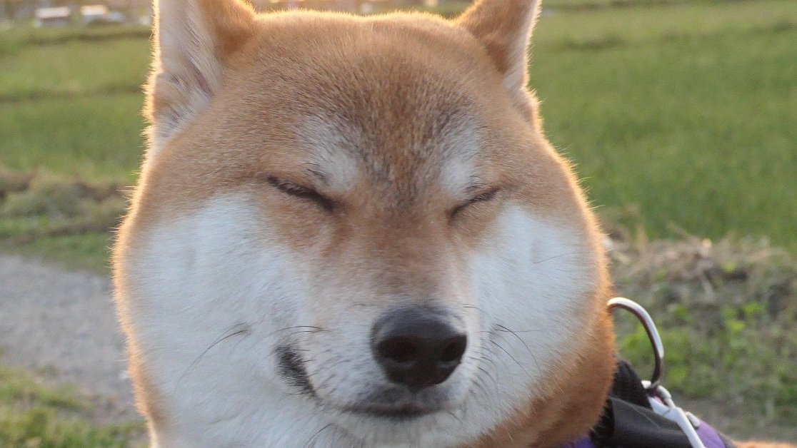 ゴン太郎 tweet media