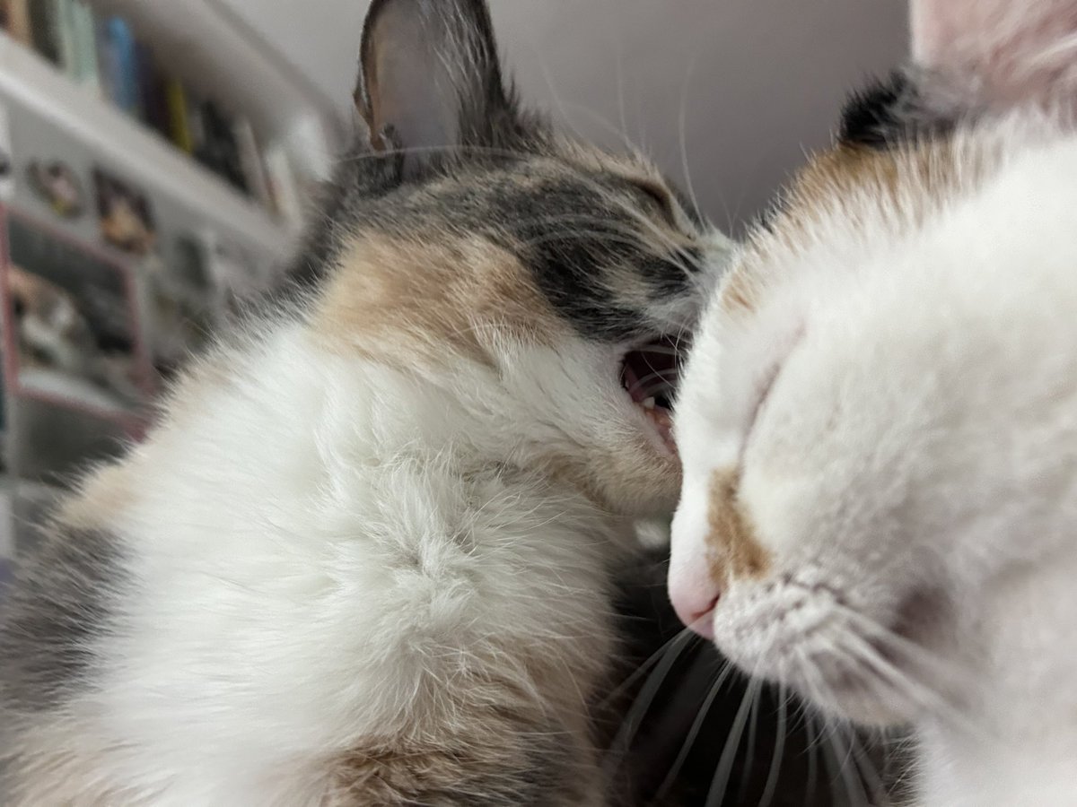 monkey & zoe ❤️ oreo 🌈 tweet media