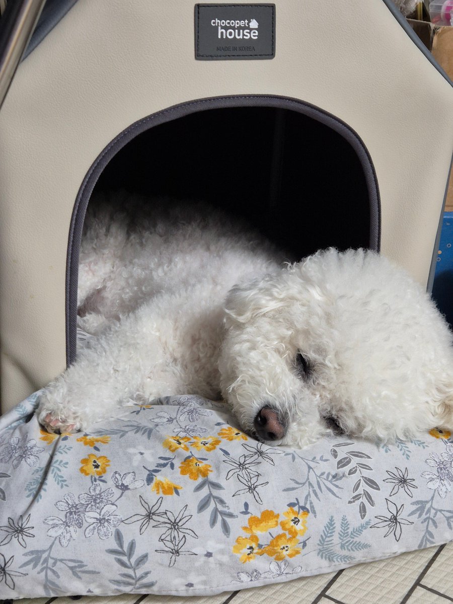 호호호 강강쥐 자랑을 해볼깝쇼 🤭🤍
지금 옆에서 코~~~ 자고 있답니다 🤭🤍🤍