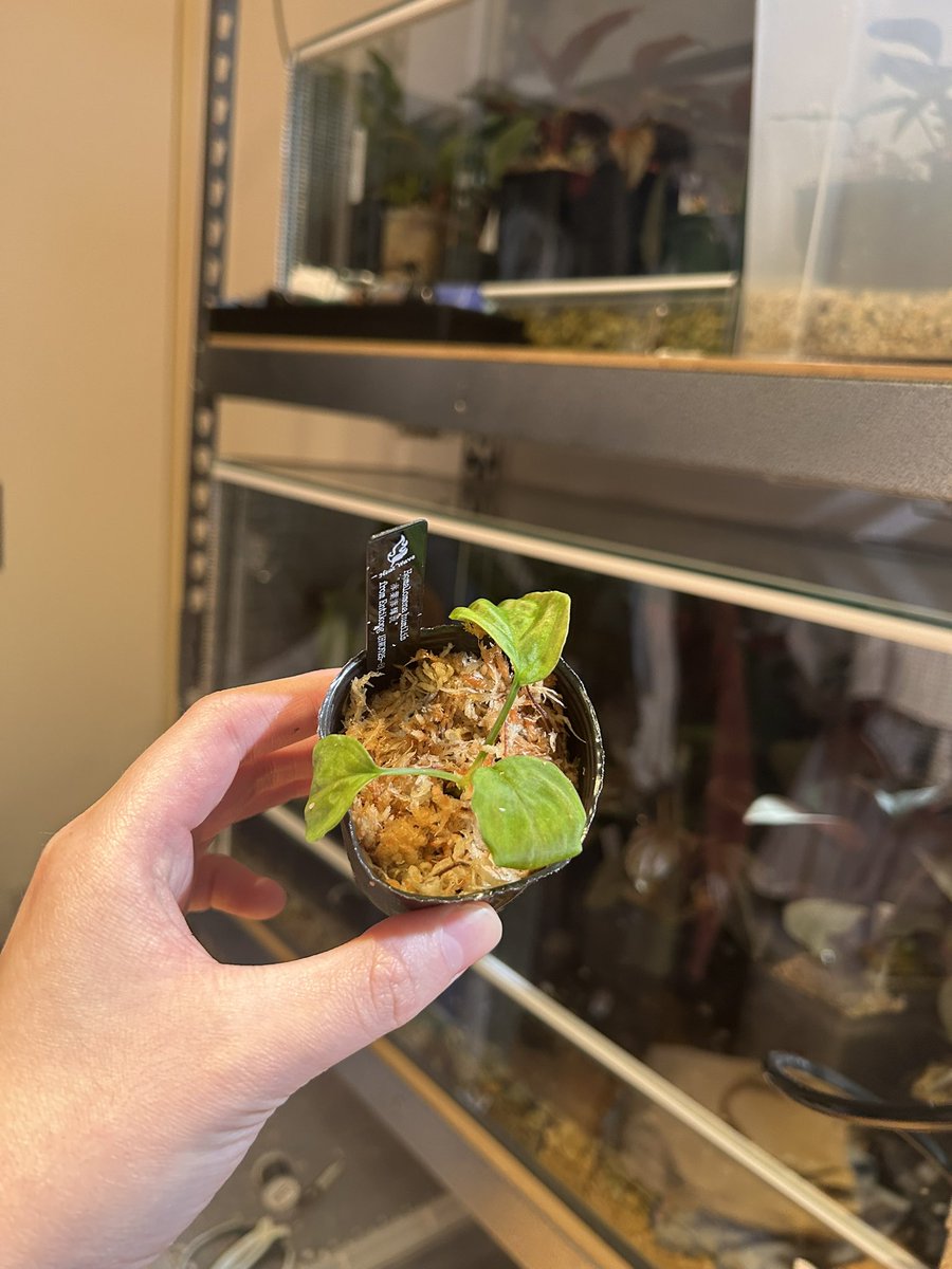 Avi Plants (アヴィプランツ) tweet media