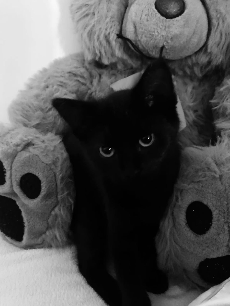 Black cats are not bad luck tweet media