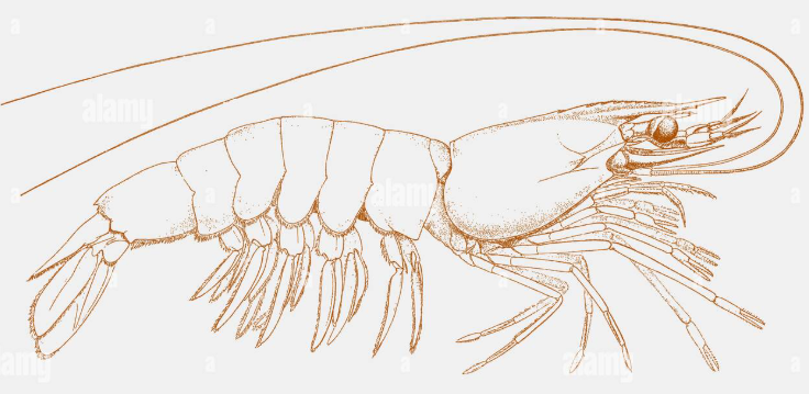 DamianPopecki's tweet photo. For moment I thought it's shrimp... https://t.co/IVaEm62EPF