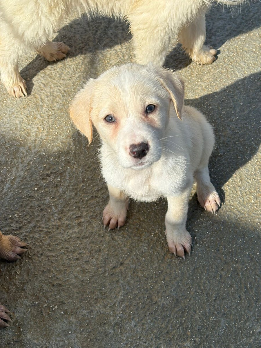 ohanarifugio's tweet image. ❤️ PANNA CERCA CASA 🍦 

⭕ Info: PER FAVORE NON CHIAMARE. ESCLUSIVAMENTE SE REALMENTE INTERESSATI via Whatsapp al +39 327 760 7352

🚼 Data di nascita: 1 febbraio 2026
📏 Taglia: media (25-28 kg da adulto)

Santa Margherita di Belice (AG)