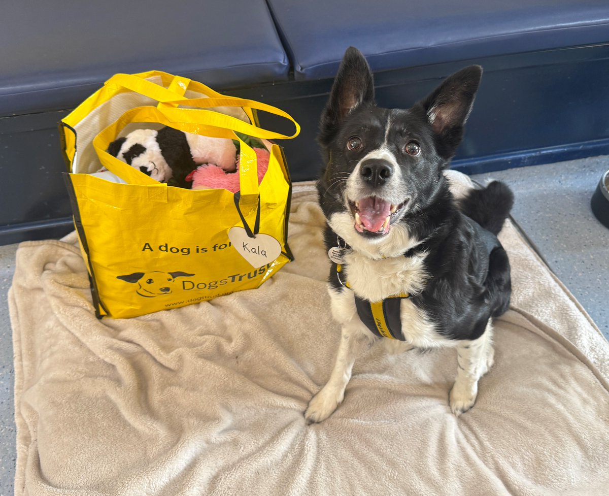 DT_WestCalder's tweet image. Kala was all smiles this morning as she packed up her Big Yellow Bag and couldn't resist taking a few toys out before heading home 💖☺️

Good luck Kala😘

#AdoptDontShop #BigYellowBagDay @DogsTrust