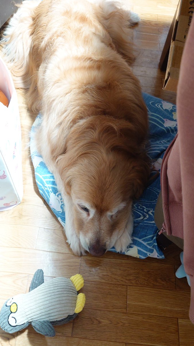 lay_ra_na's tweet image. 何故かすんごく拗ねてる

#ゴールデンレトリバー
#ゴールデンレトリバーのラキ
#goldenretriever
#大型犬との暮らし