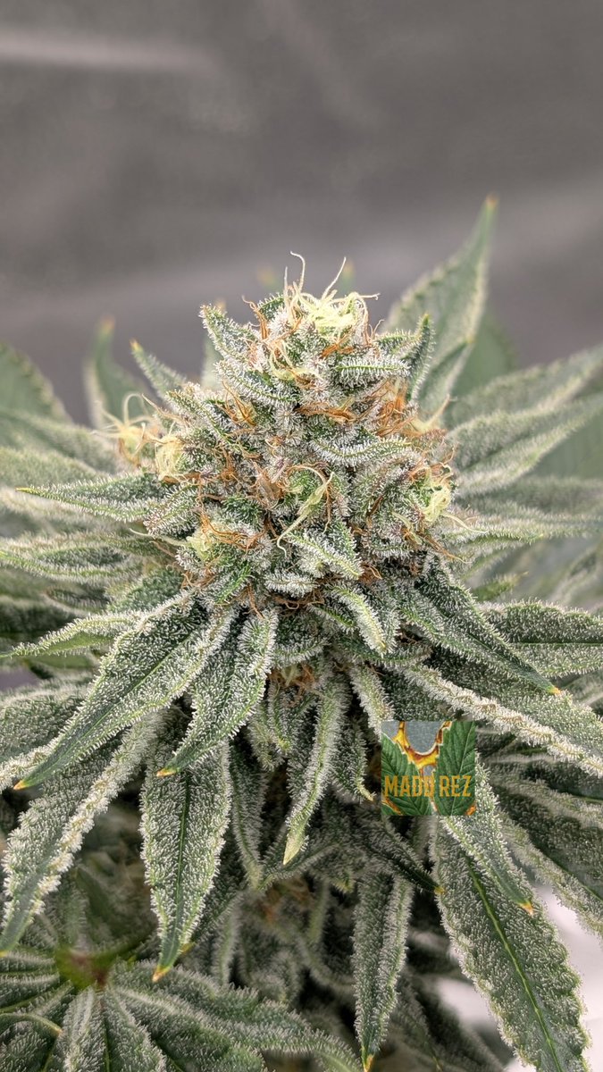 madd_rez's tweet photo. Lobster Bisque 🦞🍲 
My solo gal is looking good in the @autopotusa Grow Along 💯 Starting Week 8 and she's stacking up nicely https://t.co/rO5AUXQ8Q7