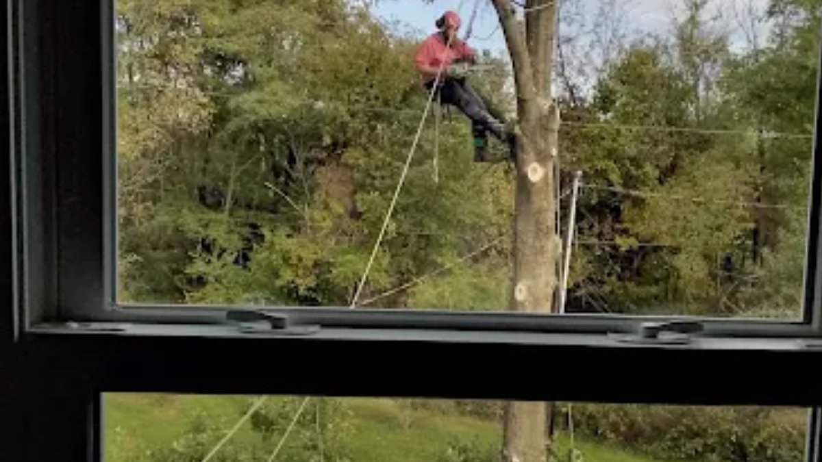 Solid Oak Tree Service tweet media
