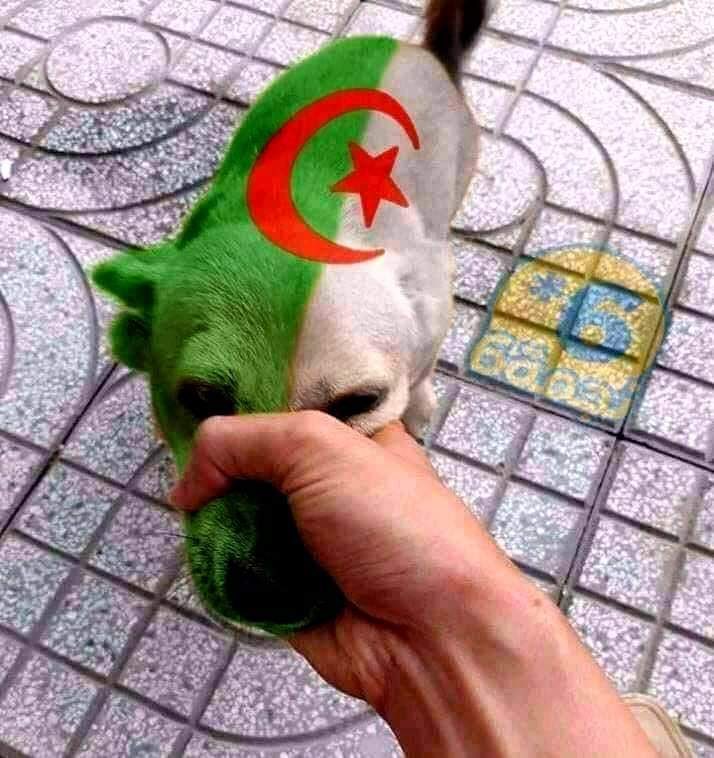 محمد العواد tweet media