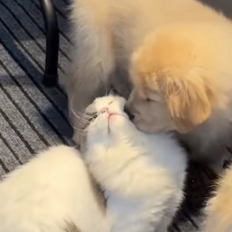 mini2mino's tweet photo. I KNOW THIS CAT REACTION TO A PUP KISS IS SO FAMILIAR https://t.co/upOsMSxh3b