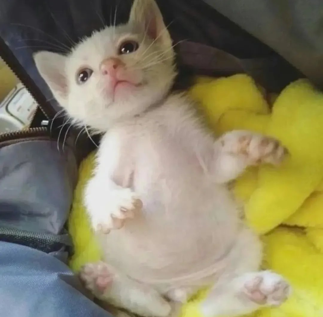 Daily Cat Posts tweet media