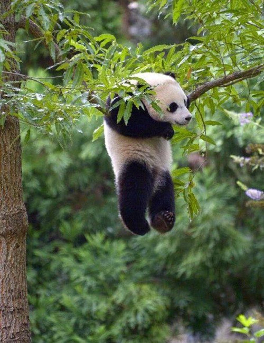 𝙇𝙖 𝙍𝘼𝙈𝙄 ®☀️♑️🦉 tweet media